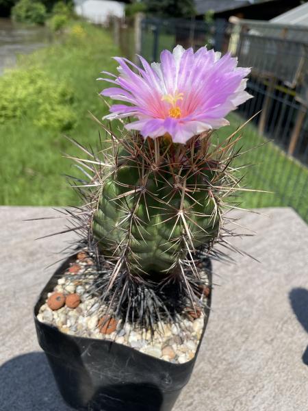 Thelocactus bicolor